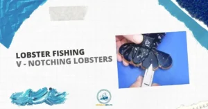 Lobster Fishing | V Notch Pliers For Lobster Fishing - Cavanagh Nets